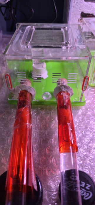 Kolonia Lasius niger  — 100+ robotnic + wyposażenie