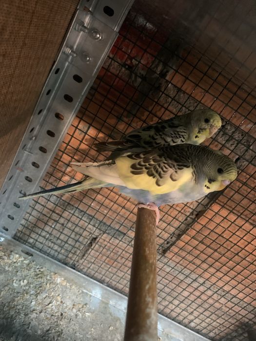 Periquitos disponiveis para venda ou troca