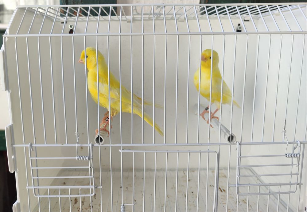 Canários amarelos e mosaicos