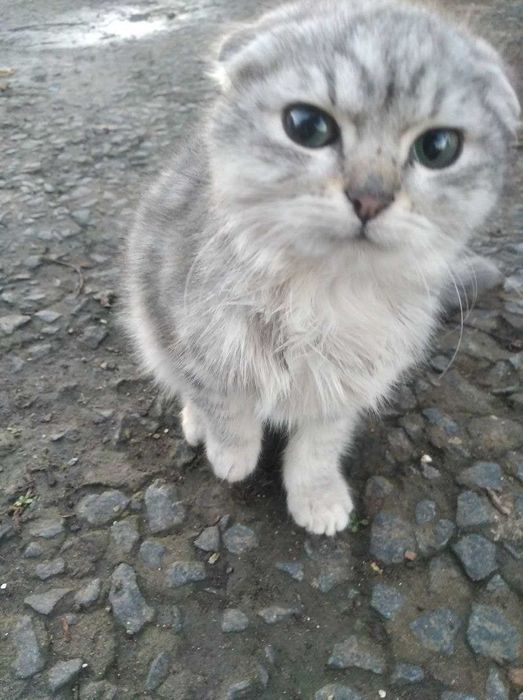 Продам кошенят вислоухих