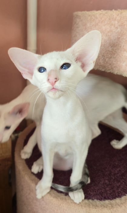 Ніжний котик в родину