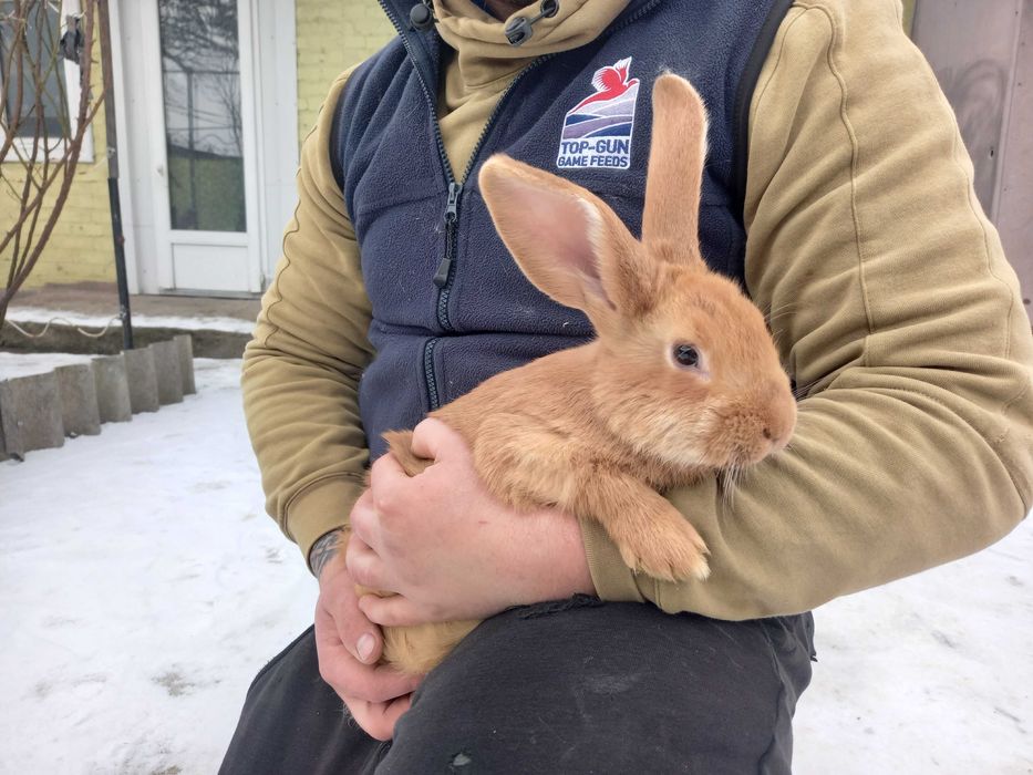 Продам, кроликів породи Боргундія: