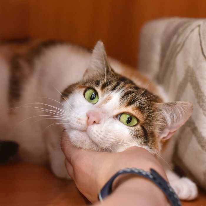 Нежная кошечка Цветочек ищет свой дом