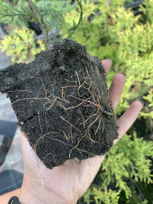 Туя Yellow Ribbon. Тує Єлов Ріббон