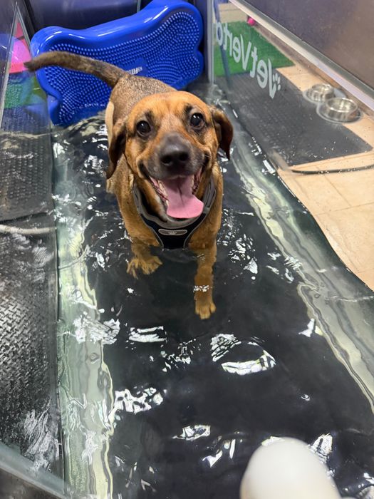 Zoofizjoterapia Bieżnia wodna dla psów i kotów Sucha Beskidzka