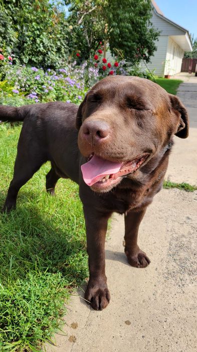 в'язка шоколадний Лабрадор (Київ, Бориспіль)