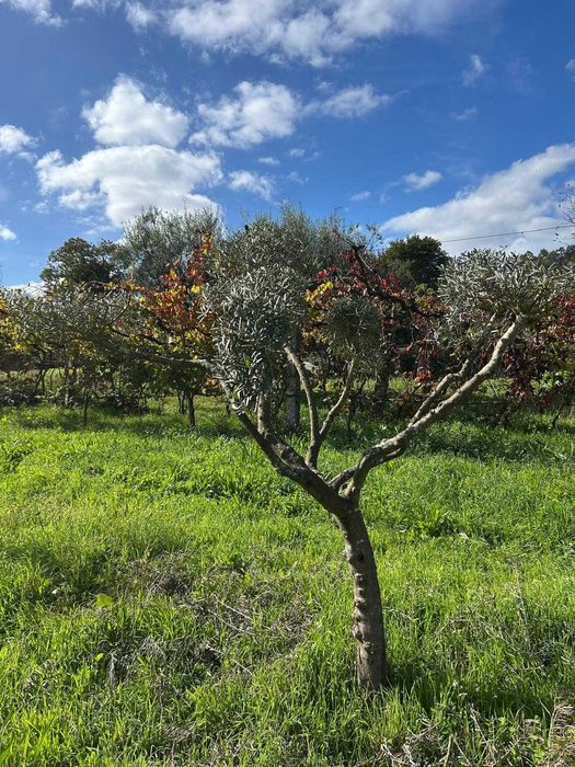 Oliveiras de Jardim