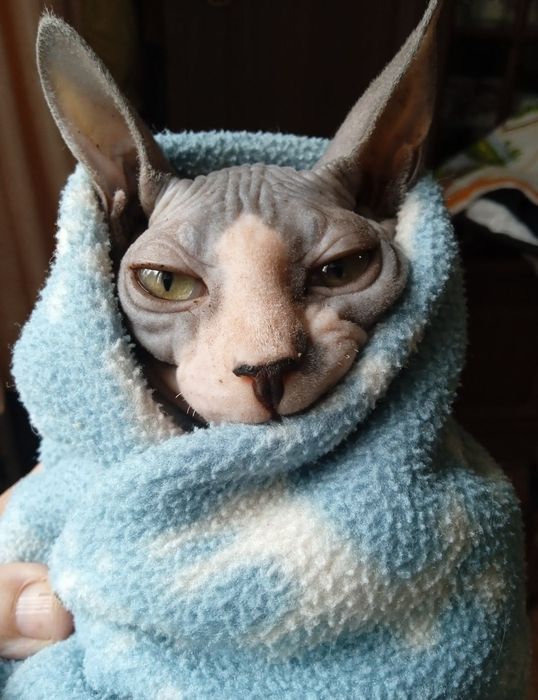 Продаються кошенята сфінкс