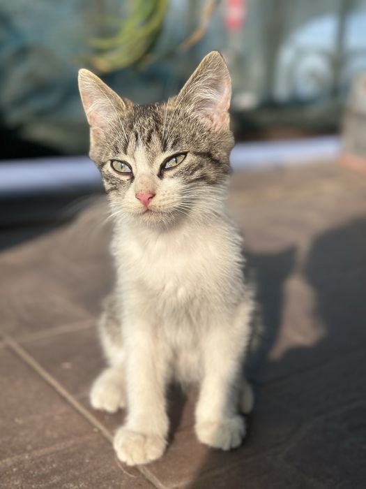 Шукаємо люблячі домівки для чарівних кошенят!