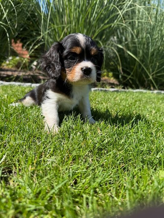 Cavalier King Charles Spaniel- piesek