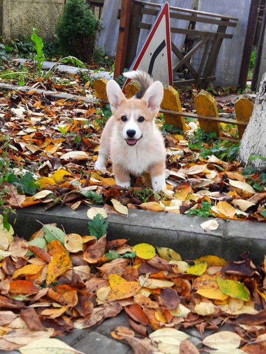 Шикарна дівчинка вельш коргі пемброк