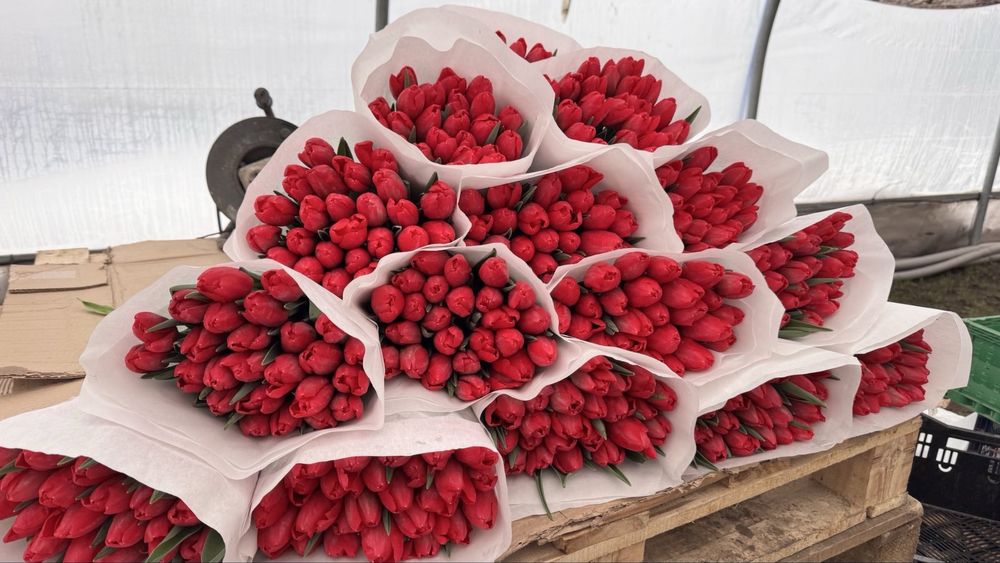 ПРЕДЗАМОВЛЕННЯ!! Тюльпани опт роздріб до 14 лютого і 8 березня.