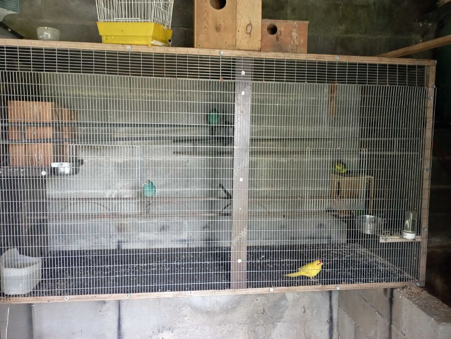 Ring neks e outras aves