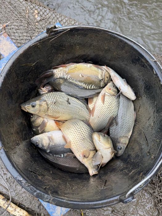 ЗАРИБОК короп однорічка