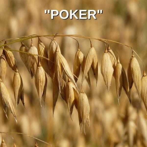 Kwalifikowany Materiał Siewny Owies-Poker