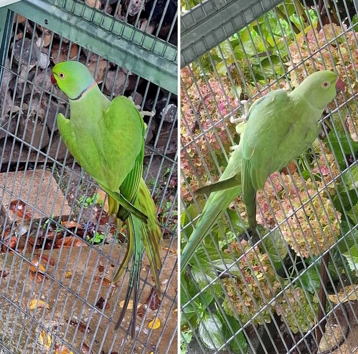 Troco por agapornis roseicollis ou caturras