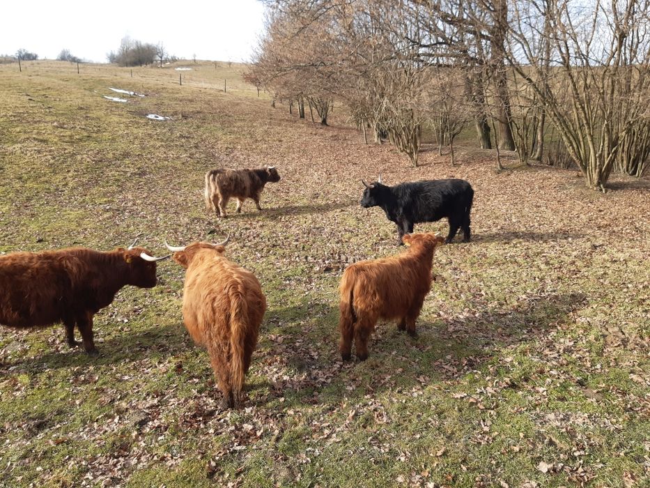 Bydło szkockie Highland