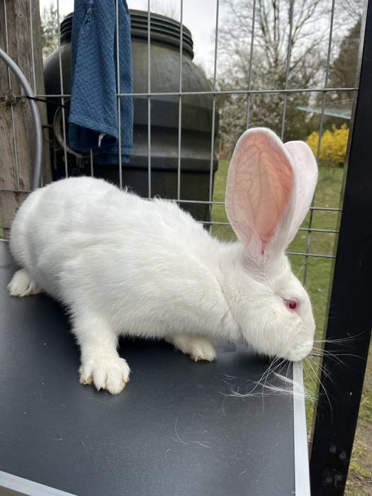 Młody samiec belga biały albinos