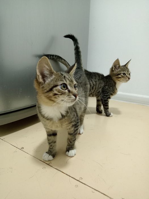 Котики 3-4 місяців в добрі руки
