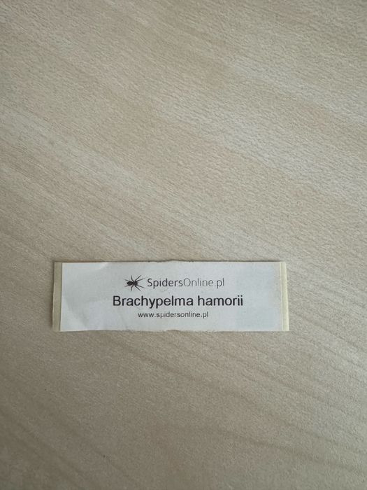 Ptasznik na sprzedaż
