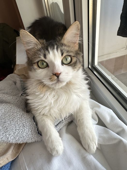 Кішечка Ніколь шукає люблячих господарів