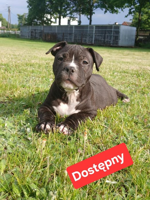 Piękne szczenięta American Staffordshire Terrier