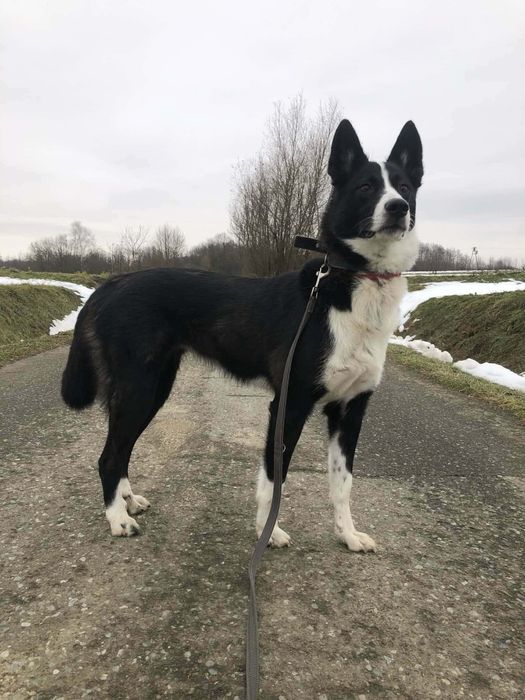 BIGOS (suczka) szuka domu