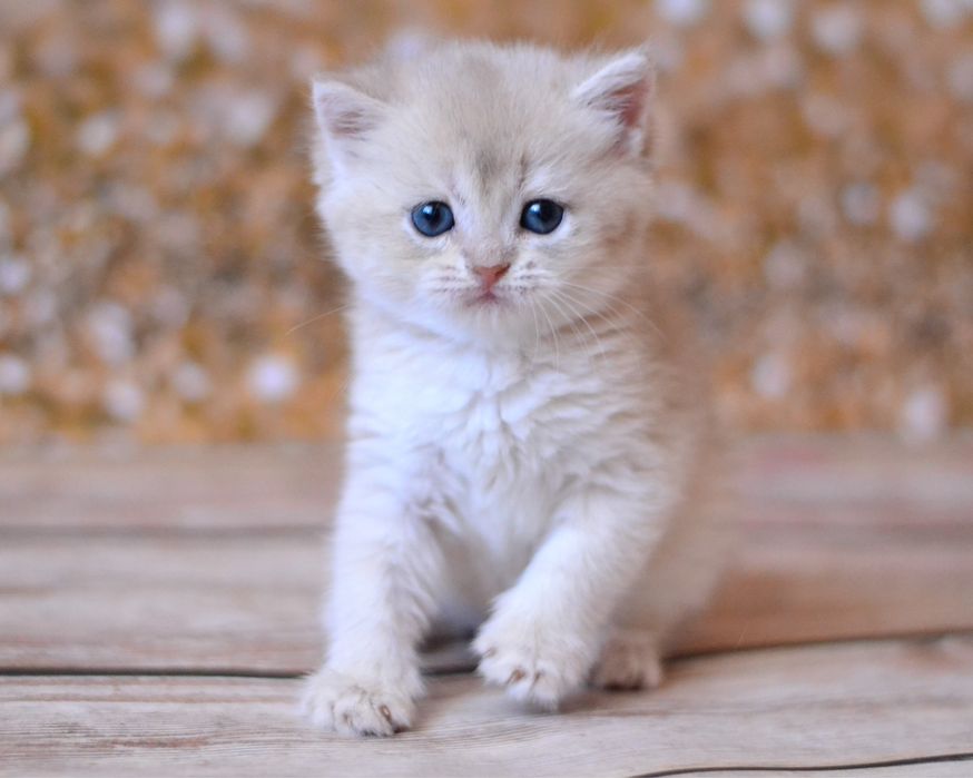 Хлопчик британчик