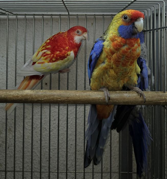 Roselias varias mutações