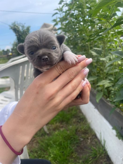 Chihuahua suczka