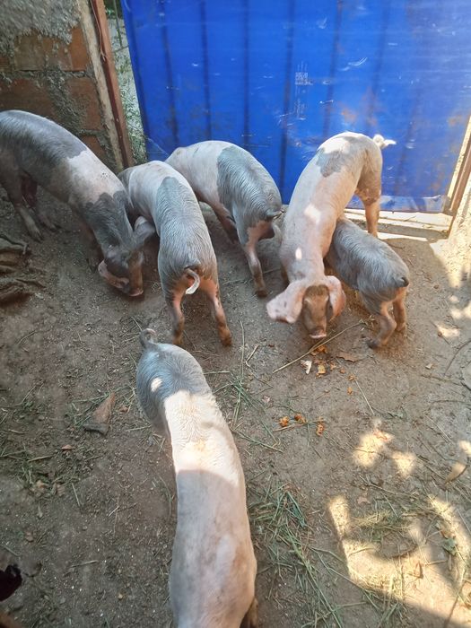Vende-se leitões Bissaros