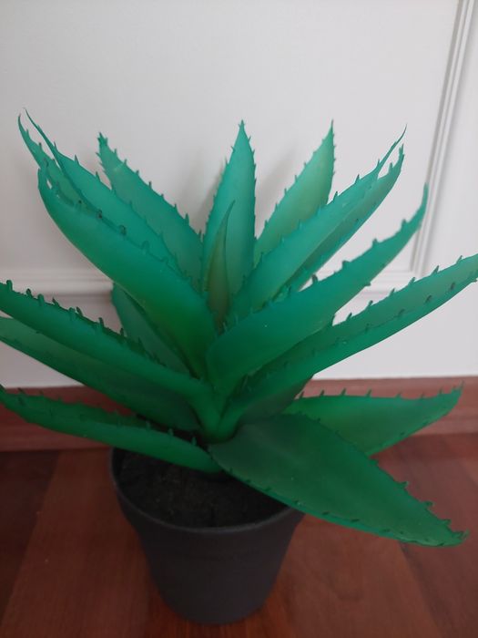 Aloes Jysk Strinar