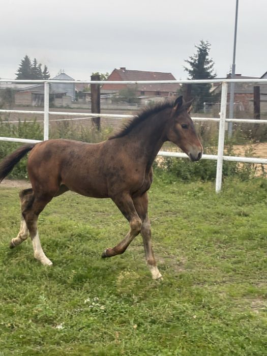 Sprzedam odsadki klaczki ślaskie