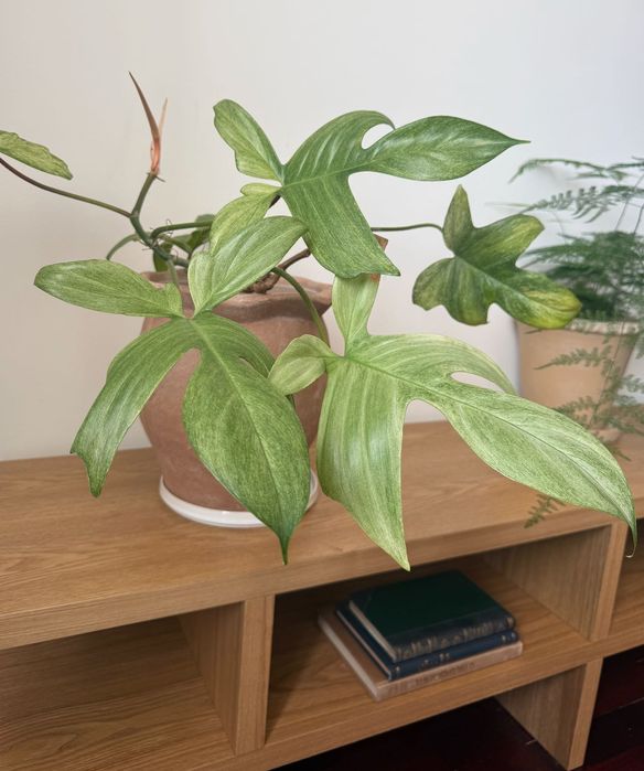 Planta de interior - Philodendron Florida Ghost