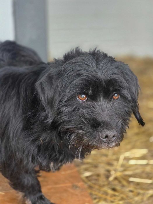 Kłobuck ul. Stawowa znaleziono psa!!