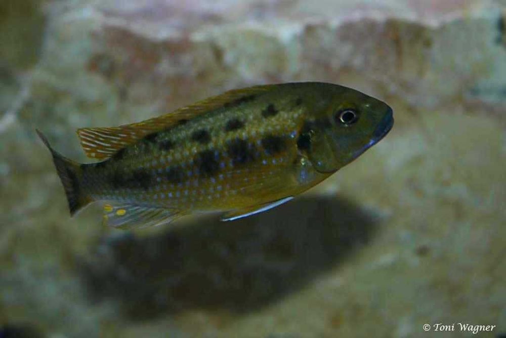 Pseudotropheus Williamsi (CASAL)
