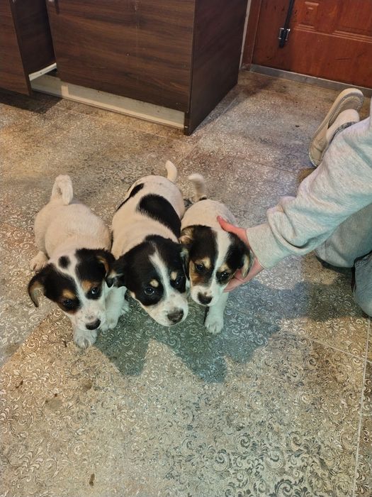 Oddam pieski w dobre ręce