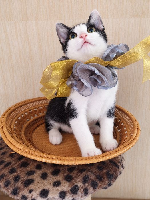 Кошеня хлопчик чорно-білий ( кіт, котеня, котик)