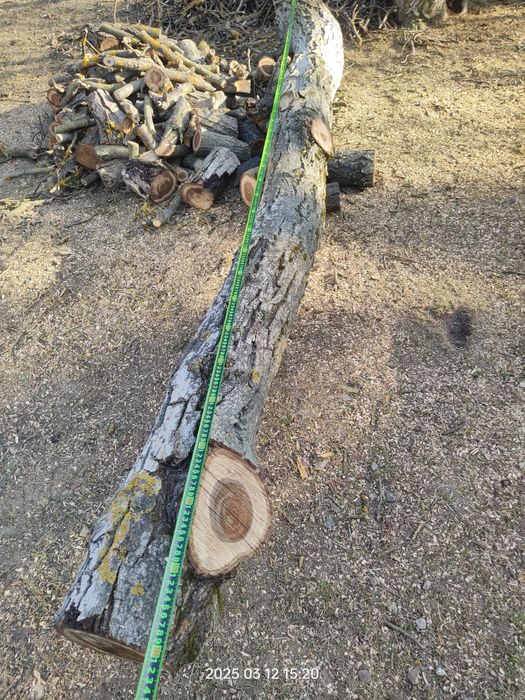 Orzech świeżo ścięty