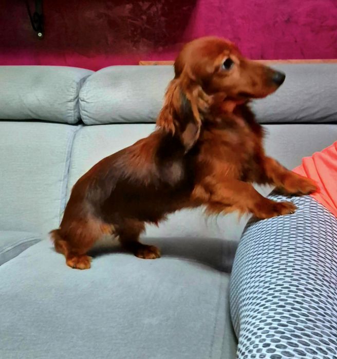 Jamnik króliczy długowłosy FCI ZkwP