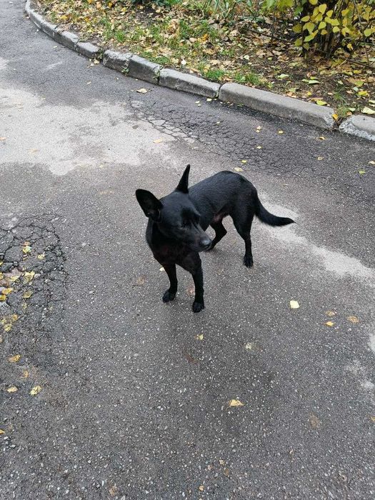 Собака в добрі й відповідальні руки