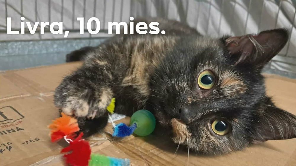 Kocięta szukają domu