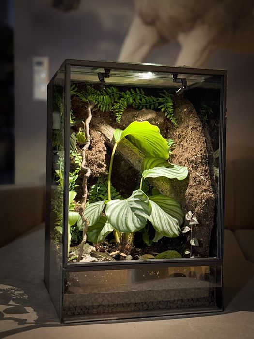 Terrarium NA ZAMÓWIENIE dla gekona, pająka, żab i inne