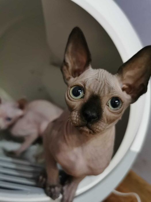 Samoczyszcząca kuweta dla kota Petree Kula 1 - łatwa w obsł - prezent!