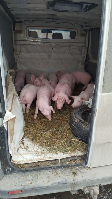 Продам поросята свині