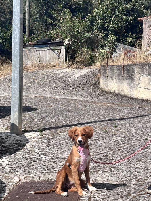 Cadela mestiça (    SRD ) de 5meses