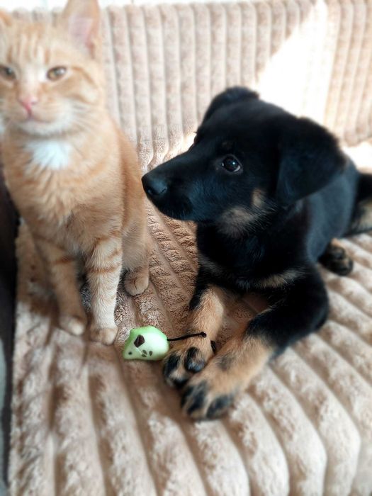 Czuła, delikatna, przyjacielska Molly jeszcze szczeniak