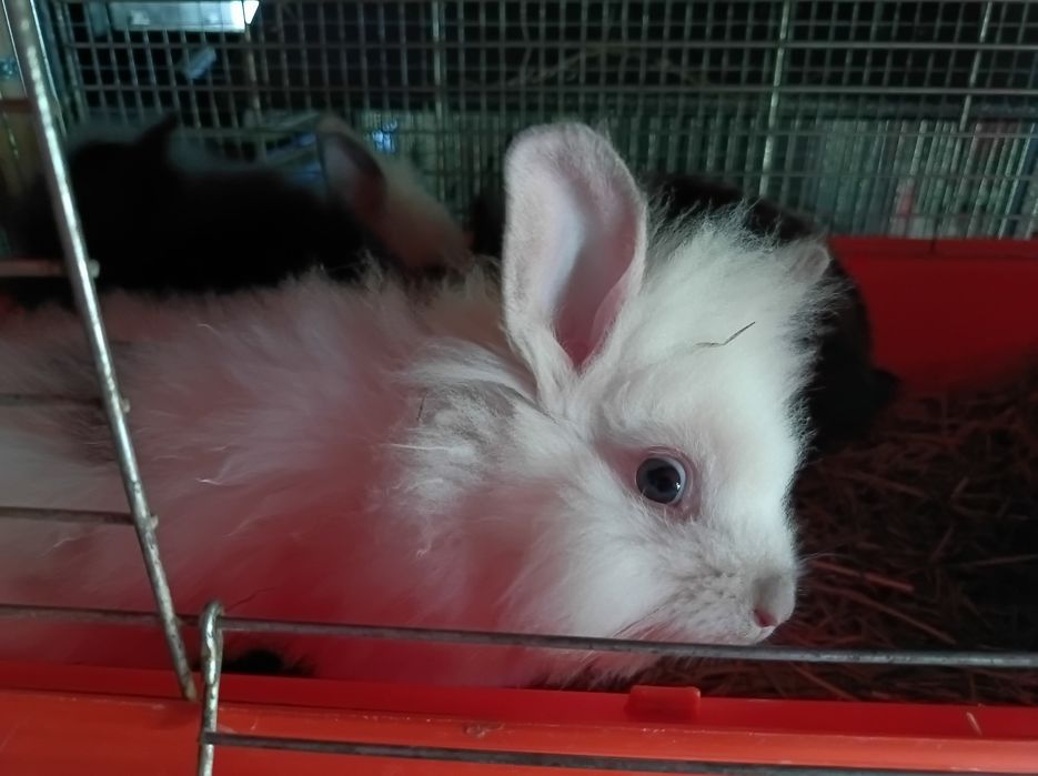 Króliczki miniaturki poszukują nowego domu