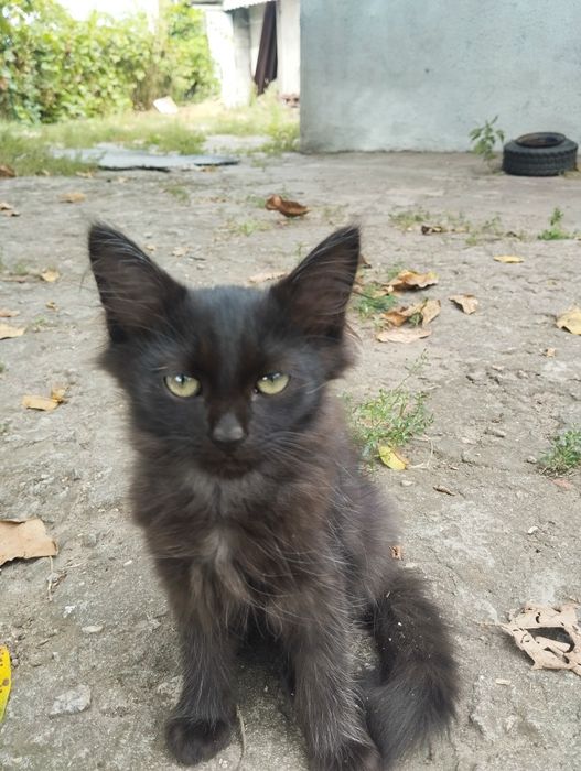 Отдам котят бесплатно