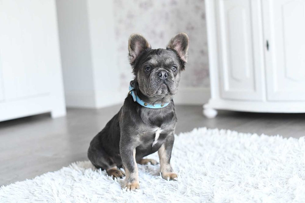 Buldog francuski-niebieski fluffy